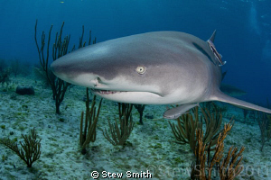 A well bahaved Lemon Shark stops for a portrait at Tiger ... by Stew Smith 
